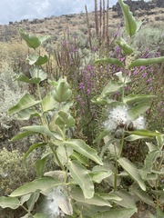 Asclepias speciosa