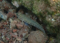 Gobius bucchichi