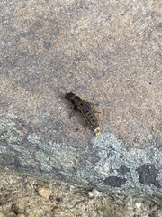 Platydracus maculosus