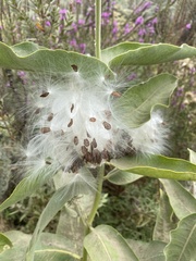 Asclepias speciosa