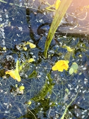 Utricularia gibba