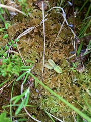 Pinguicula villosa