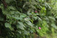 Protogoniomorpha parhassus