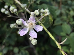Rubus