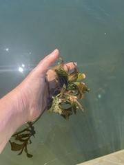 Potamogeton amplifolius