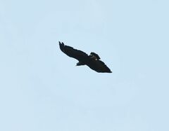 Buteogallus anthracinus