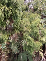 Dacrydium cupressinum