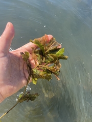 Potamogeton amplifolius
