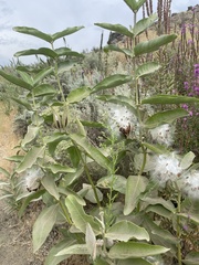 Asclepias speciosa
