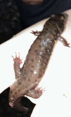 Desmognathus amphileucus
