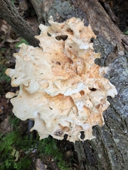 Laetiporus cincinnatus