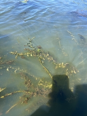 Potamogeton perfoliatus