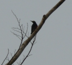 Melanerpes cruentatus