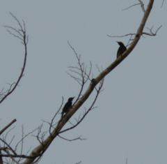 Melanerpes cruentatus