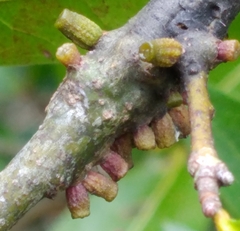 Callirhytis quercusgemmaria