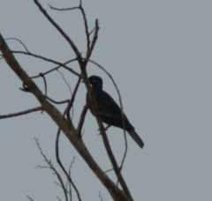 Gymnoderus foetidus