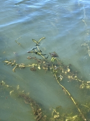 Potamogeton perfoliatus