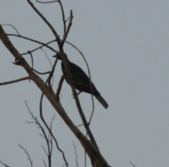 Gymnoderus foetidus
