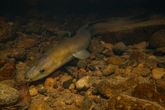 Anguilla dieffenbachii