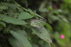 Protogoniomorpha parhassus