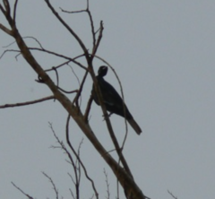 Gymnoderus foetidus