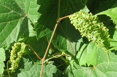 Daktulosphaira vitifoliae