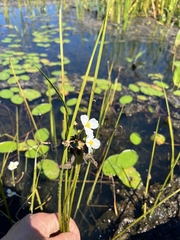 Sagittaria rigida