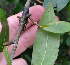 Callirhytis quercusgemmaria