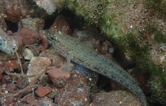 Gobius bucchichi