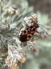 Spilostethus saxatilis