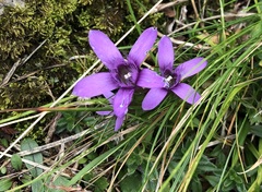Gentianella germanica