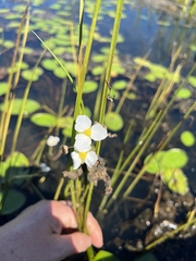 Sagittaria rigida