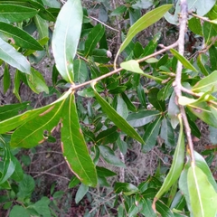 Callirhytis quercusgemmaria