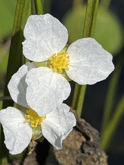 Sagittaria rigida