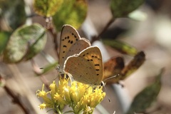 Tharsalea helloides