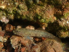 Gobius bucchichi