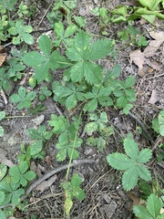 Potentilla simplex