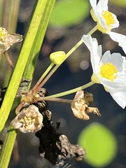 Sagittaria rigida