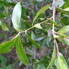 Callirhytis quercusgemmaria