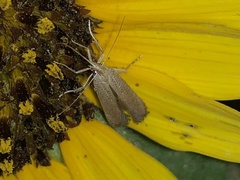 Homoeosoma electella