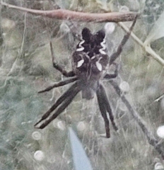 Cyrtophora citricola