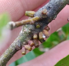 Callirhytis quercusgemmaria