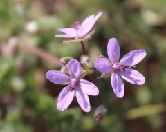 Erodium cicutarium