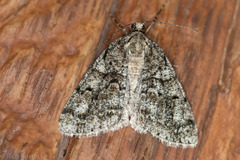 Macaria schatzeata