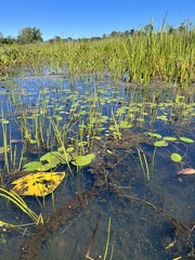 Sagittaria rigida