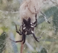 Cyrtophora citricola