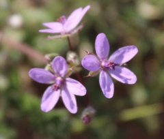 Erodium cicutarium