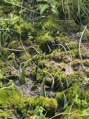 Symplocarpus foetidus