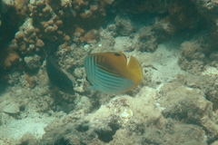 Chaetodon auriga