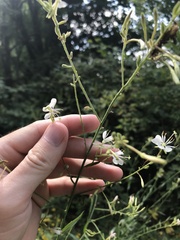 Oenothera filiformis